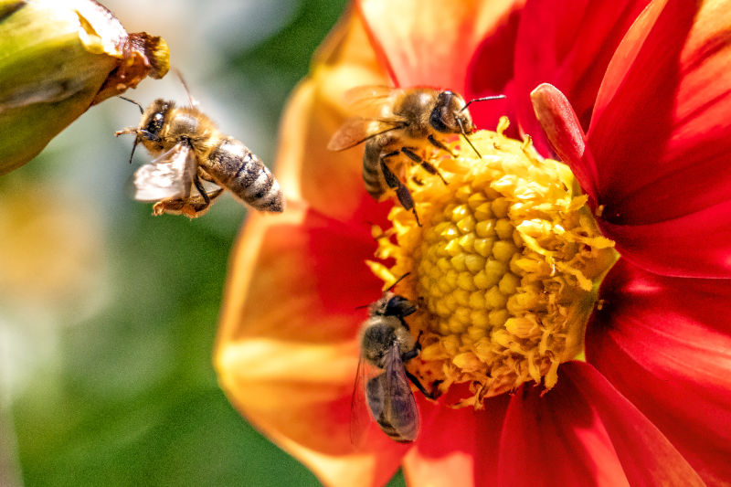 abelles treballant juntes